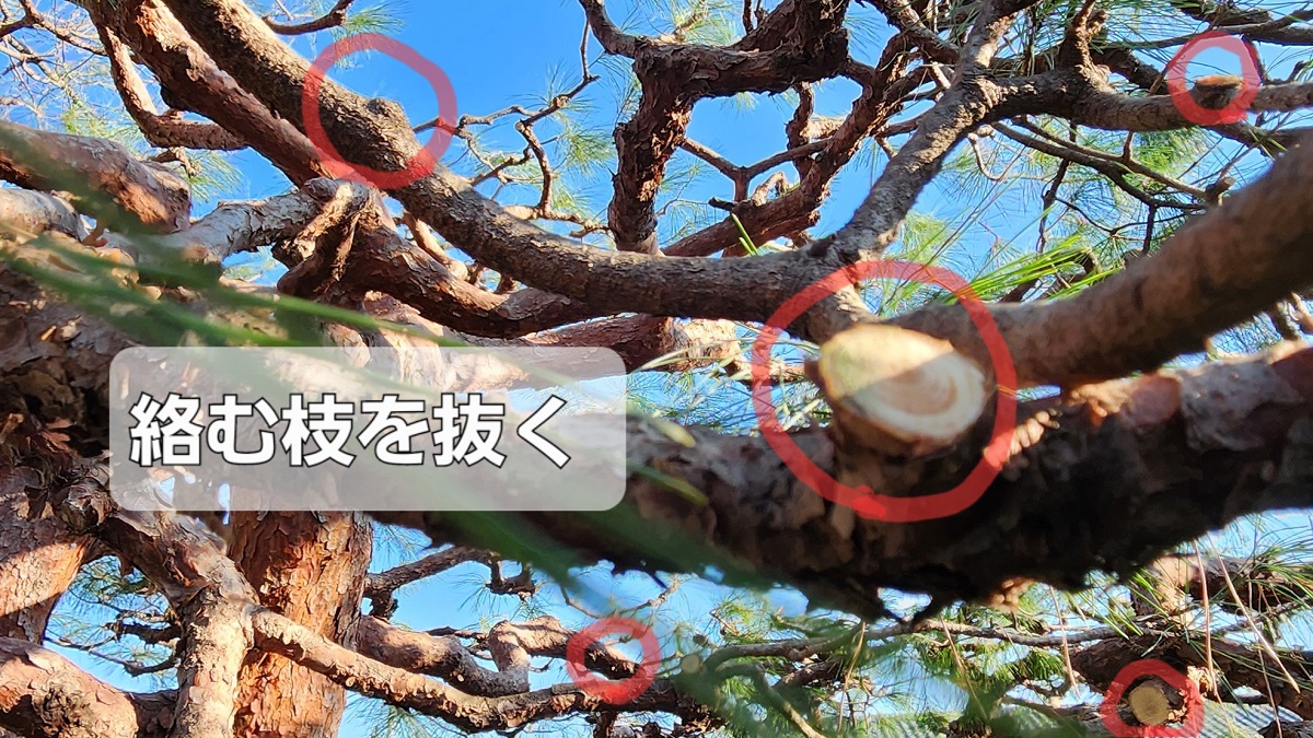 グリーンランド・アカマツ剪定・アイキャッチ