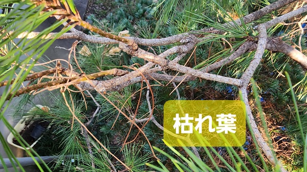 アカマツの強剪定 絡む枝を元から切って透かすやり方と基本的な剪定